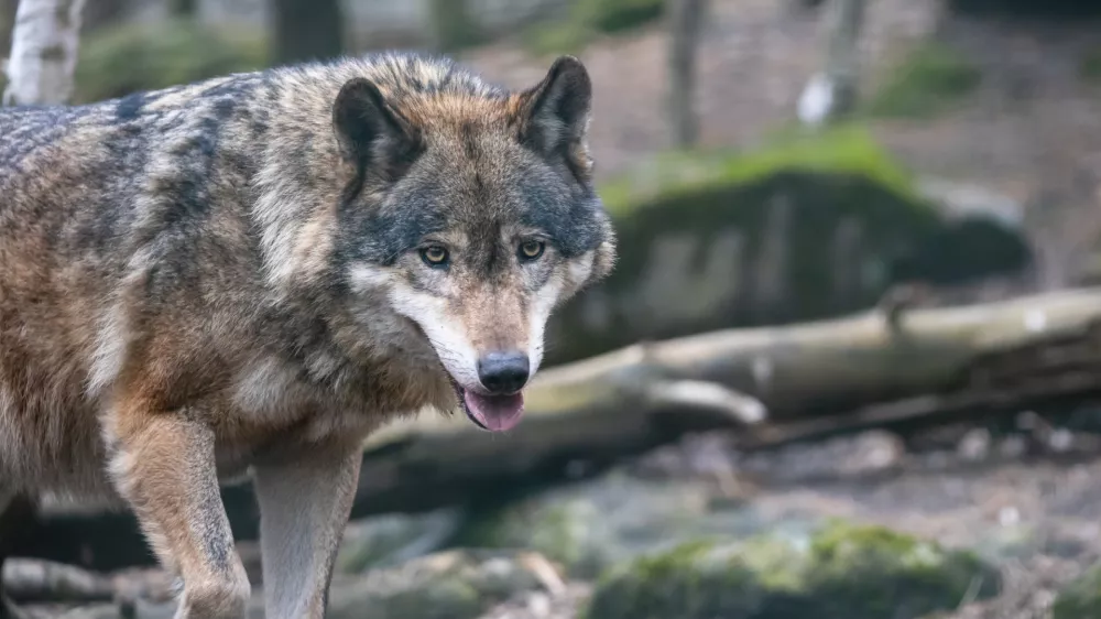 Volkovi so se v Avstriji spravili nad tele in ovce. Vidre medtem pusto&scaron;ijo po ribogojnicah.