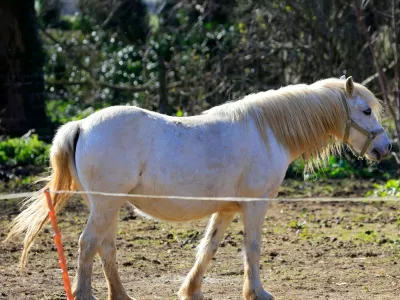 White pony, beli poni, konj, konji