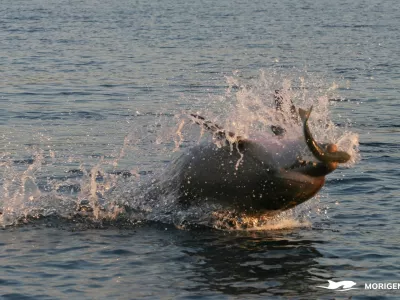 Prehrano delfinov oblikujejo tako družbeni kot ekolo&scaron;ki dejavniki. To pomeni, da se delfini iz iste populacije lahko prehranjujejo povsem različno. Foto: Morigenos