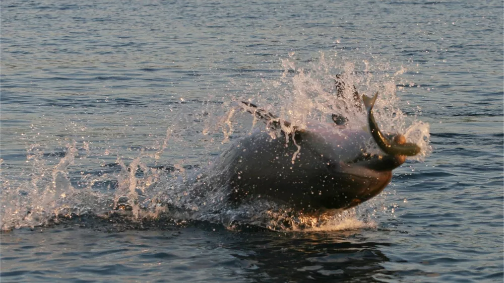 Prehrano delfinov oblikujejo tako družbeni kot ekolo&scaron;ki dejavniki. To pomeni, da se delfini iz iste populacije lahko prehranjujejo povsem različno. Foto: Morigenos