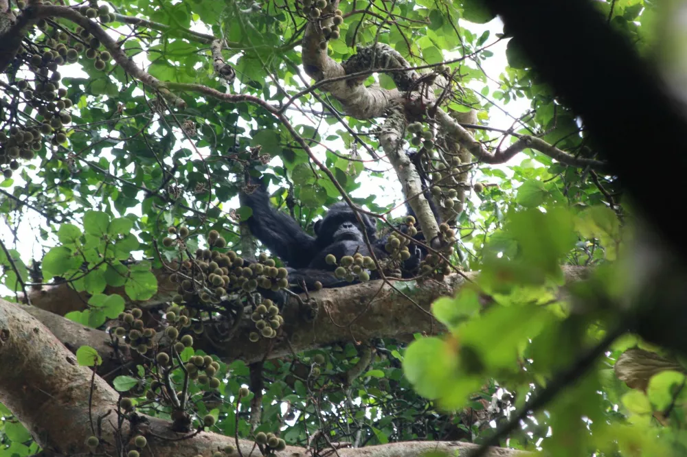 A chimpanzee sits while eating figs at Ngogo in Uganda's Kibale National Park in 2018, in this photograph obtained by Reuters on September 16, 2025. Aleksey Maro/UC Berkeley /Handout via REUTERS  THIS IMAGE HAS BEEN SUPPLIED BY A THIRD PARTY. NO RESALES. NO ARCHIVES. MANDATORY CREDIT. REFILE - CORRECTING FROM "RELEASED ON SEPTEMBER 27" TO "OBTAINED BY REUTERS ON SEPTEMBER 16".