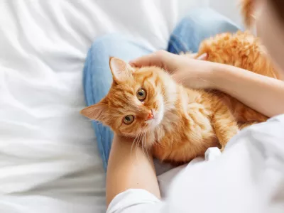 Vez med človekom in mačko je posebna. / Foto: Istock