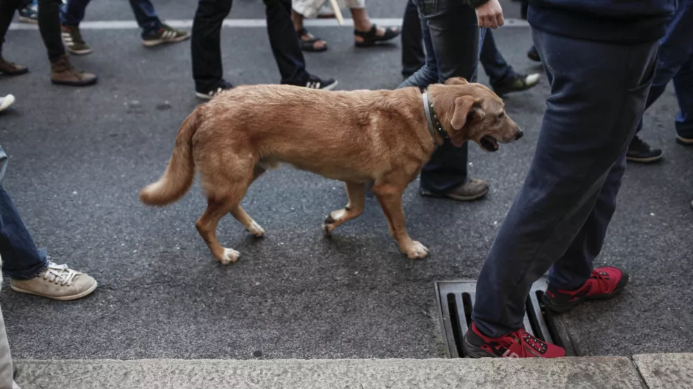 Za psa brez povodca 1200 evrov kazni