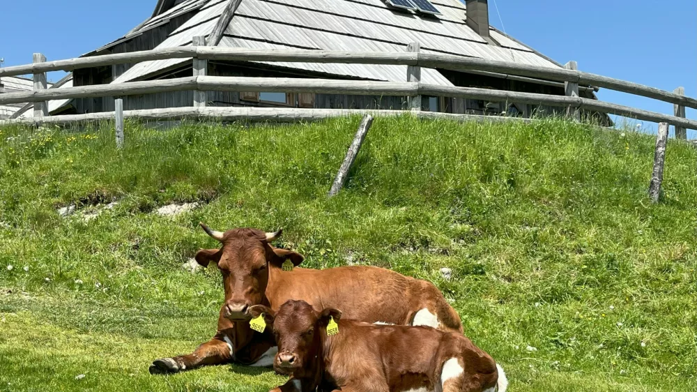 Nedeljska doživetja