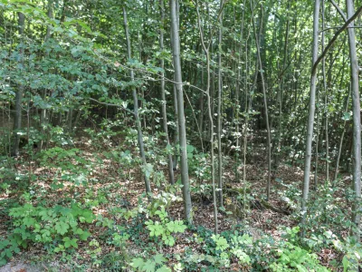  - Pomlajen gozd, - 13.08.2025. - Vodeni ogled območja poseka dreves na Rožniku s predstavniki Zavoda za gozdove in občine Ljubljana. //FOTO: Bojan Velikonja