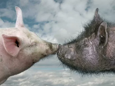 Afri&scaron;ka pra&scaron;ičja kuga prizadene tako domače kot tudi divje pra&scaron;iče. Foto: Svetovna organizacija za zdravje živali 