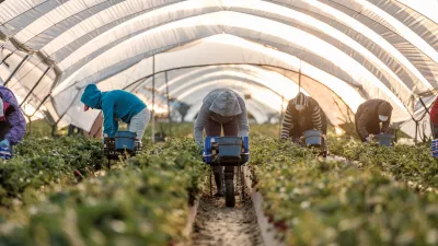 Romunski delavci na kmetiji jagod pri družini L&oacute;pez v Palos de la Fronteri v &Scaron;paniji. Nobena od žensk ne raztegne svojega hrbta, dokler niso desetkilogramske gajbice polne. Povprečen delavec nabere 150 kilogramov jagod na dan. / Foto: Cosmin Bumbuț