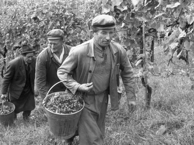 Pozabljeni običaji na&scaron;ih trgatev: ko so grozdje &scaron;e stiskali z nogami