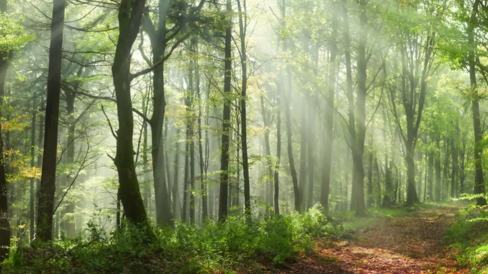 Enchanting rays of sunlight in a green forest. A mix of sunshine and light fog create a magical atmosphere in this panoramic nature shot. / Foto: Smileus