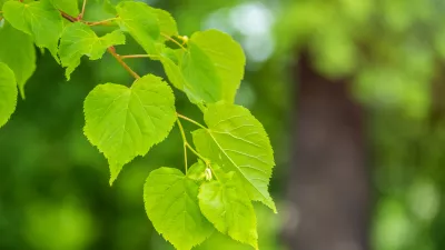 Listi lipe. Slika je simbolična. / Foto: Istock