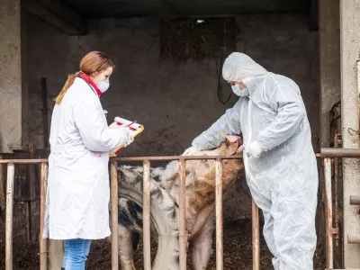 Veterinarski pregled pra&scaron;iča / Foto: Istock