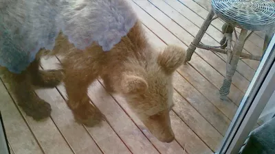 Takole je medved prihlačal na balkon in iskal hrano. Zato opozorila, da zunaj ne pu&scaron;čate hrane, niso odveč. / Foto: Lovska Zveza Slovenije