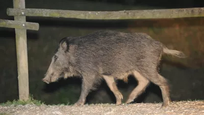 Divji prašiči napadajo Primorsko / Foto: Edi Morvai