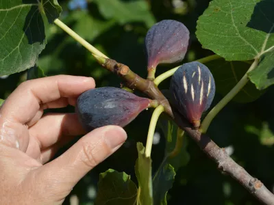 Je to res kaznivo? / Foto: Istock