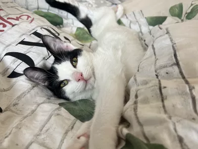 Crno-bel maček, Hafi