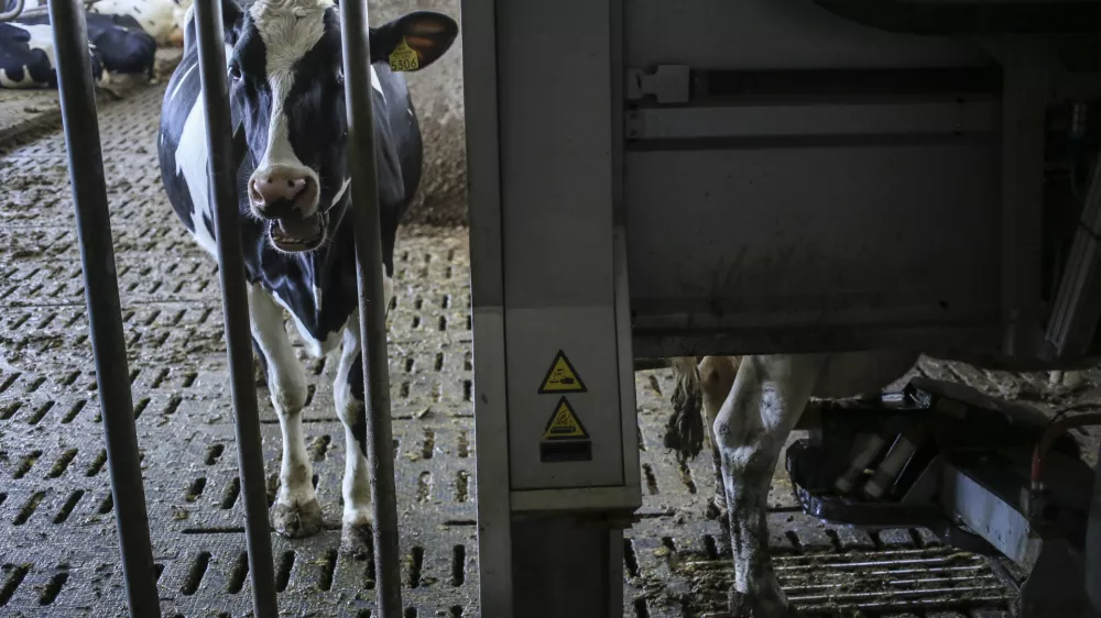 - simbolična fotografija - hlev, krave, molzna naprava za krave- 20.02.2015 - Agro Gorenjska, kmetijstvo d.o.o. &Scaron;enčur - mlado kmetijsko podjetje, ki ima vizijo, da postane največje agro-kmetijsko podjetje v Sloveniji - strojni park na poljedeljskem obratu sledi najnovej&scaron;im standardom v svetu kmetijstva - robotizirana kmetija - kmetovanje  //FOTO: Jaka Gasar / Foto: Jaka Gasar