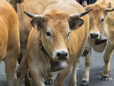 Videti je krotko, toda govedo je nepredvidljivo, biki pa &scaron;e posebej.