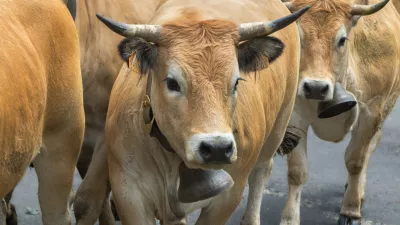 Videti je krotko, toda govedo je nepredvidljivo, biki pa še posebej.