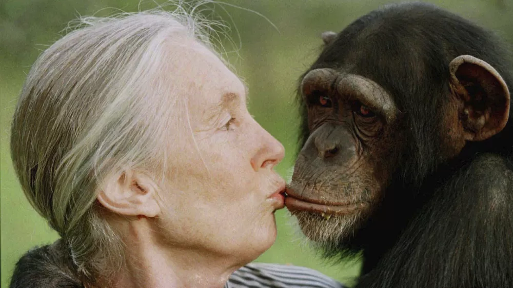 FILE - Jane Goodall kisses Tess, a female chimpanzee, at the Sweetwaters Chimpanzee Sanctuary near Nanyuki, north of Nairobi, on Dec. 6, 1997. (AP Photo/Jean-Marc Bouju, File)