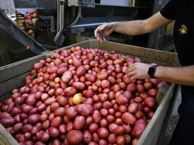 - krompir - - 03.10.2022 - Burgox proizvodnja in trgovina, Komenda &ndash; pridelava krompirja na Gorenjskem - //FOTO: Nik Erik Neubauer