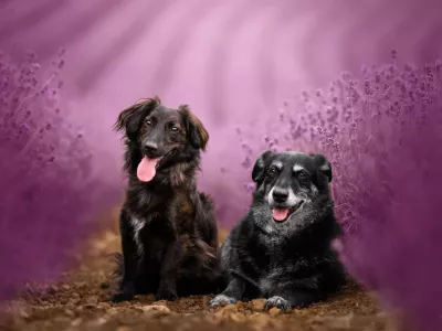 Psička Luna in njen prijatelj Loni. F osebni arhiv / Foto: Arhiv Družine Rajhman