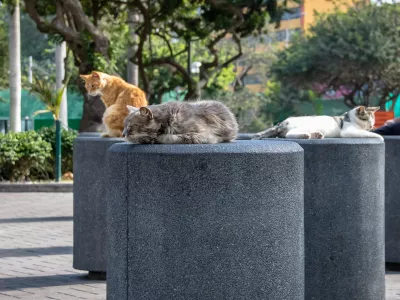 Cats at Kennedy Park (The Cat's Park) in Miraflores District - Lima, Peru