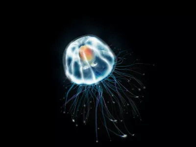 Turritopsis dohrnii. Foto: Profimedia