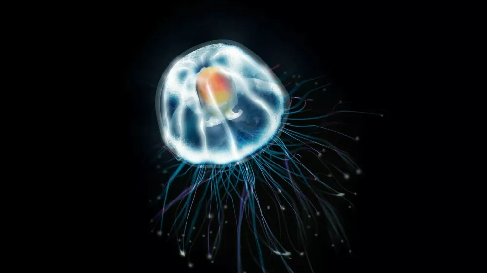 Turritopsis dohrnii. Foto: Profimedia