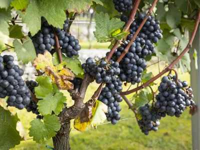 Ljubljana, Ljubljanski grad.Tradicionalna trgatev v grajskem vinogradu.