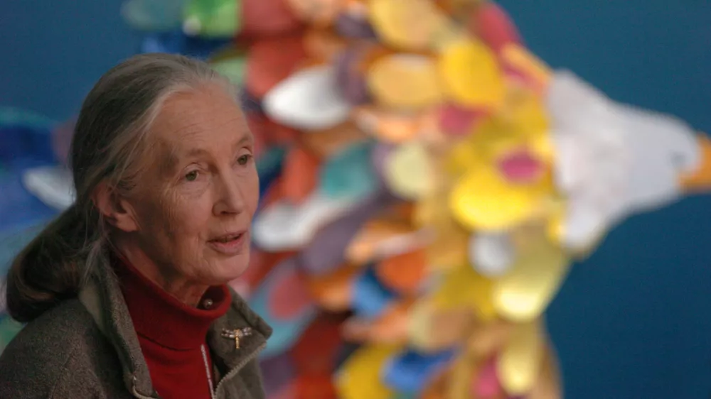 Jane Goodall, znanstvenica in največja antropologinja