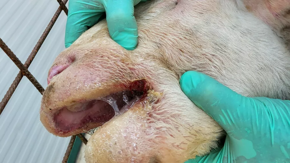 Ovca, bolezen modrikastega jezik (BTV). Foto: UVHVVR