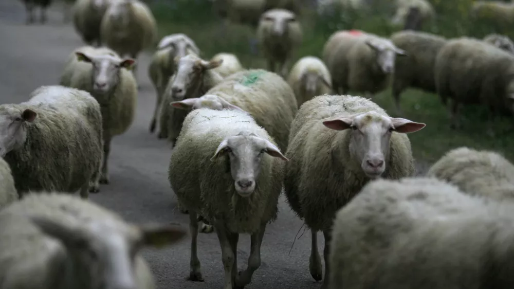 Ekolo&scaron;ka kmetija in sirarstvo Konda, sirarna, ovce, Dol - Stari trg ob Kolpi//FOTO: Luka CjuhaOPOMBA: ZA OBJAVO V PRILOGI &ndash; DNEVNIKOV OBJEKTIV - REPORTAŽA
