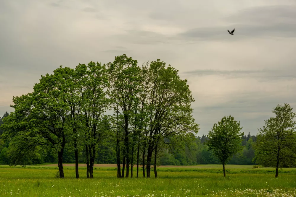 Ljubljana.Ptica, narava, pomlad, rastje, drevesa.