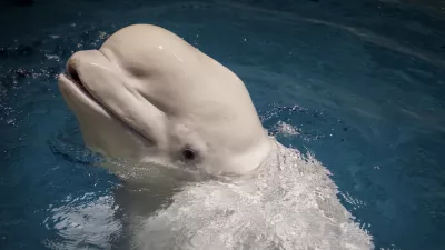 Beluga whale (Delphinapterus leucas) / Foto: Naotto1