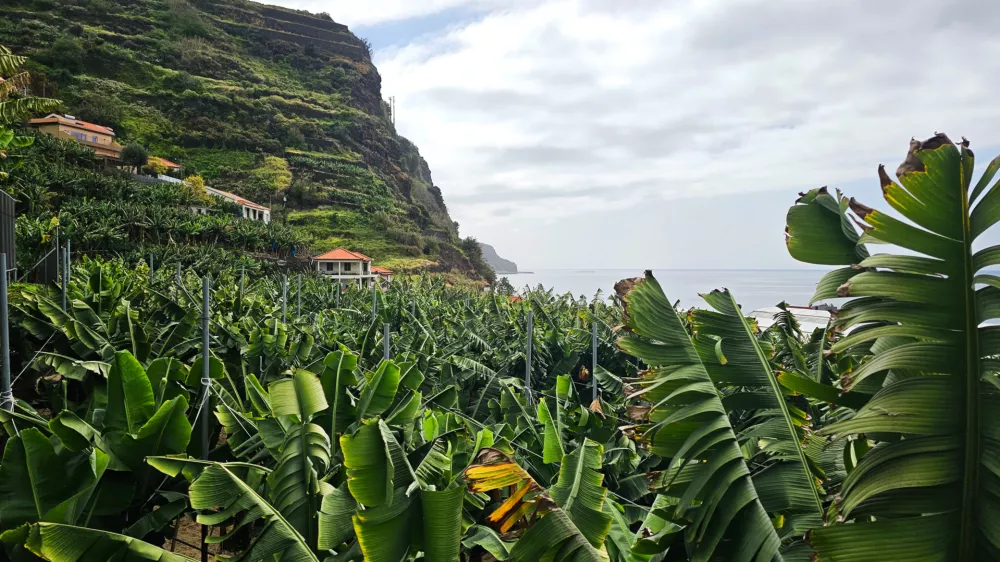 View out to see from the banana plantation in Madeira, Portugal / Foto: Istockphoto