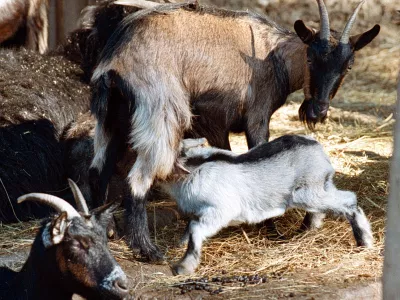 Živalski vrt, ZOO koza