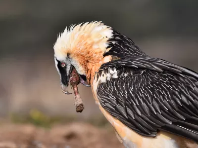 Prelepa ptica, ki pa v svoje gnezdi prina&scaron;a marsikaj zanimivega. / Foto: Istock