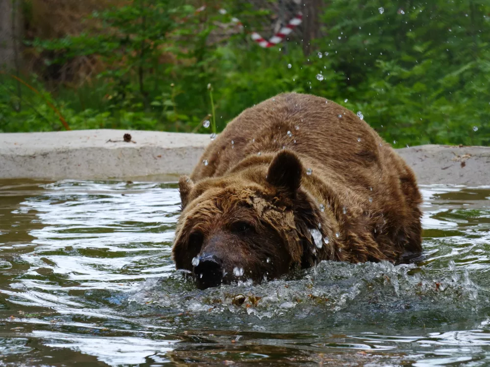Medved Felix uživa v svojem ribniku. Foto: FOUR PAWS