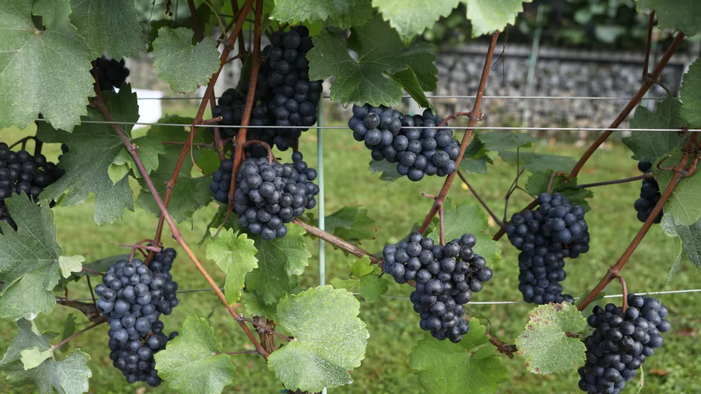 9.9.2025 - tradicionalna trgatev v grajskem vinogradu; Ljubljanski grad, grajski vinogradtrgatev, grozdje, trtaFoto: Luka Cjuha