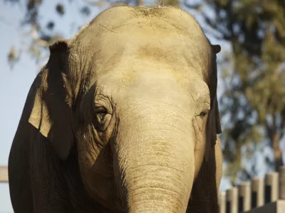 Azijski sloni slikai