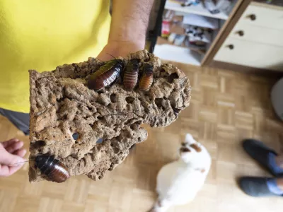 - &scaron;čurki - 21.04.2022 &ndash; eksotične živali v Ljubljani - //FOTO: Nik Erik Neubauer