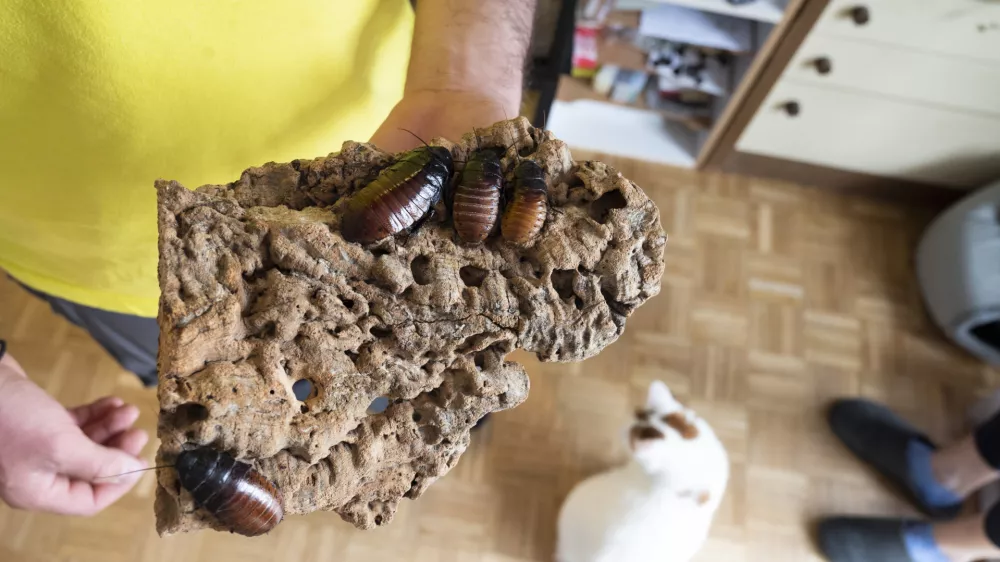 - &scaron;čurki - 21.04.2022 &ndash; eksotične živali v Ljubljani - //FOTO: Nik Erik Neubauer