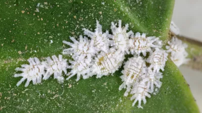 Spiked mealybug, coconut mealybug, Nipaecoccus nipae. A colony of insects on a leaf. / Foto: Tomasz Klejdysz