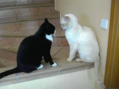 Muci Timi in Ma&scaron;a / Foto: Karl Drago Walch