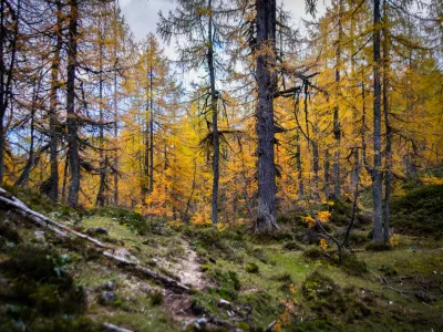 Pokljuka.Jesenski gozd na Pokljuki.