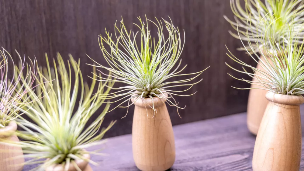 Lahko jih damo tudi v tak&scaron;ne lesene vaze. / Foto: Istock