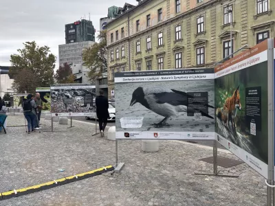 Sive vrane so mestni komunalci