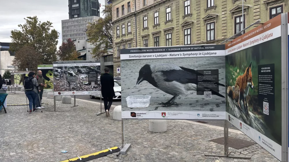 Sive vrane so mestni komunalci