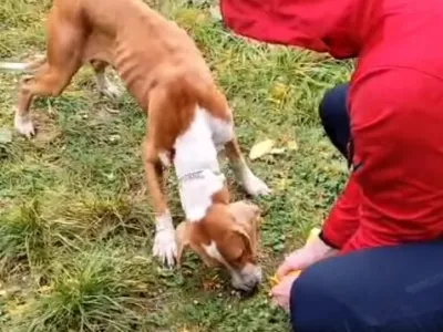 re&scaron;evanje psa