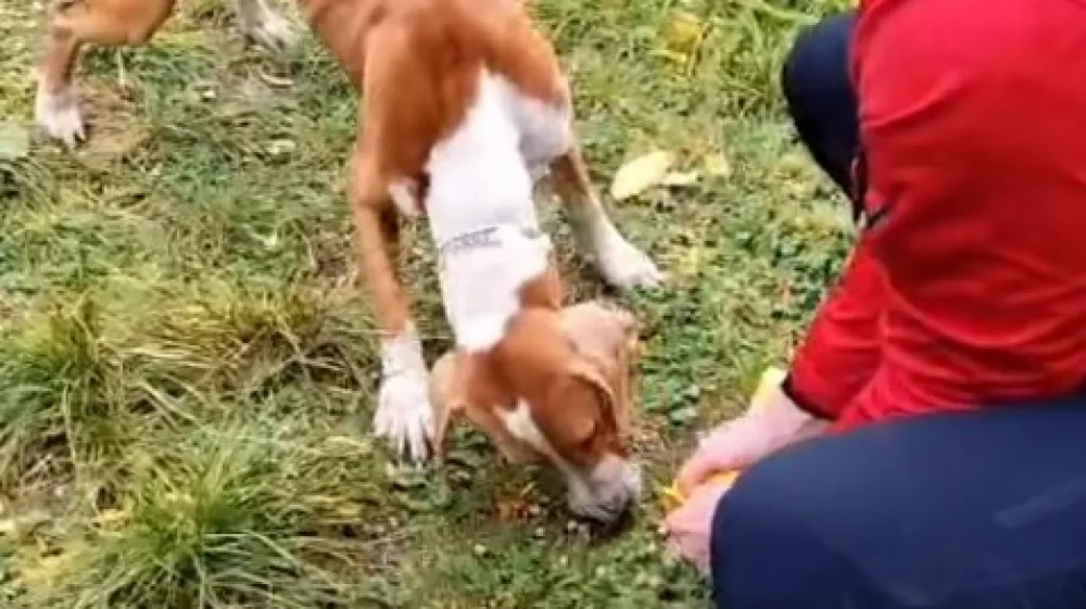 re&scaron;evanje psa